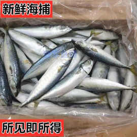鲐鱼水产品